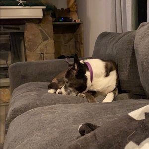 Meet your Posher, Allie